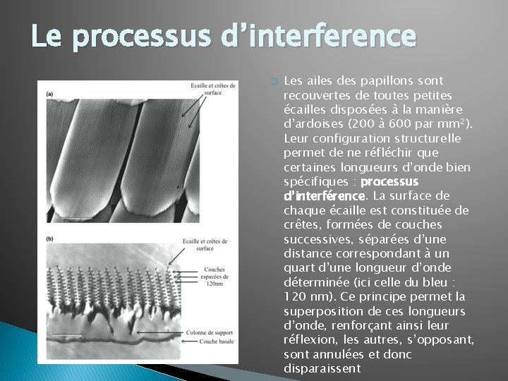 Le processus d’interference � Les ailes des papillons sont recouvertes de toutes petites écailles