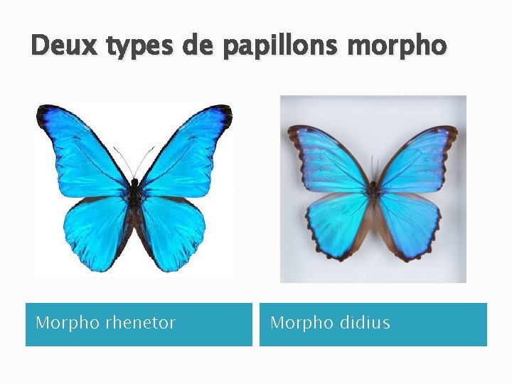 Deux types de papillons morpho Morpho rhenetor Morpho didius 