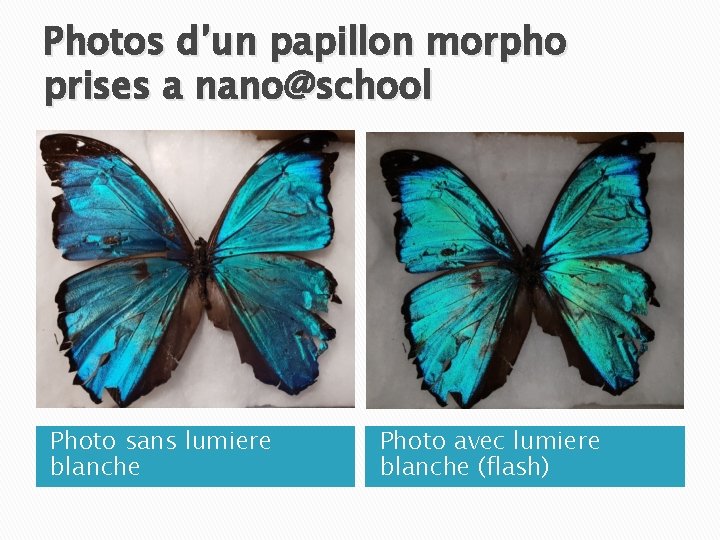 Photos d’un papillon morpho prises a nano@school Photo sans lumiere blanche Photo avec lumiere