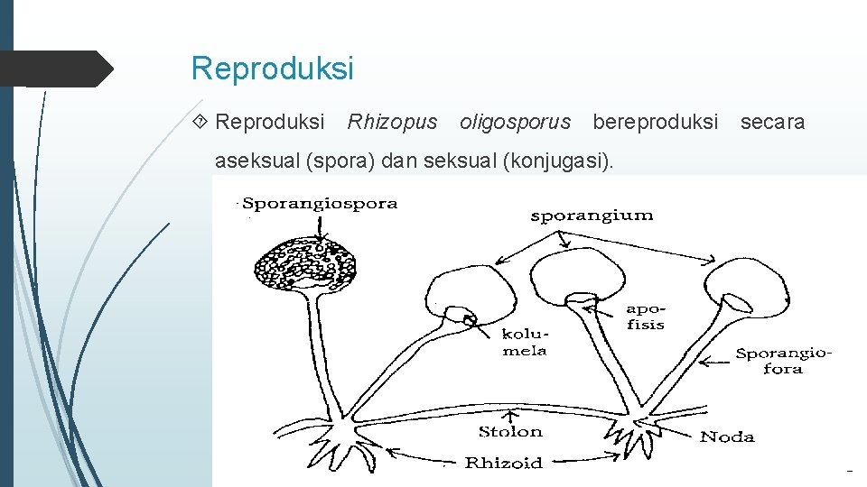Reproduksi Rhizopus oligosporus bereproduksi secara aseksual (spora) dan seksual (konjugasi). 