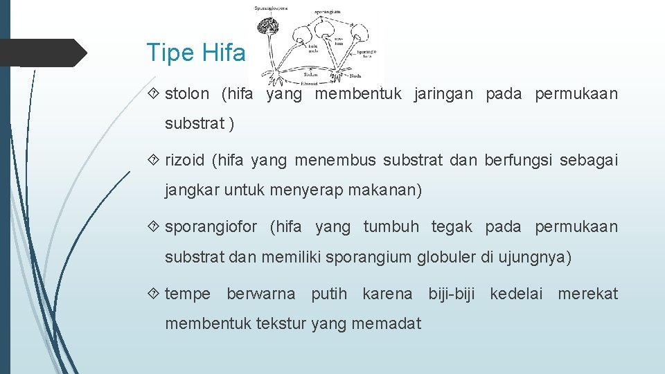Tipe Hifa stolon (hifa yang membentuk jaringan pada permukaan substrat ) rizoid (hifa yang
