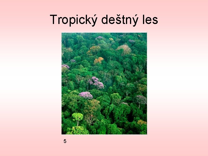 Tropický deštný les 5 