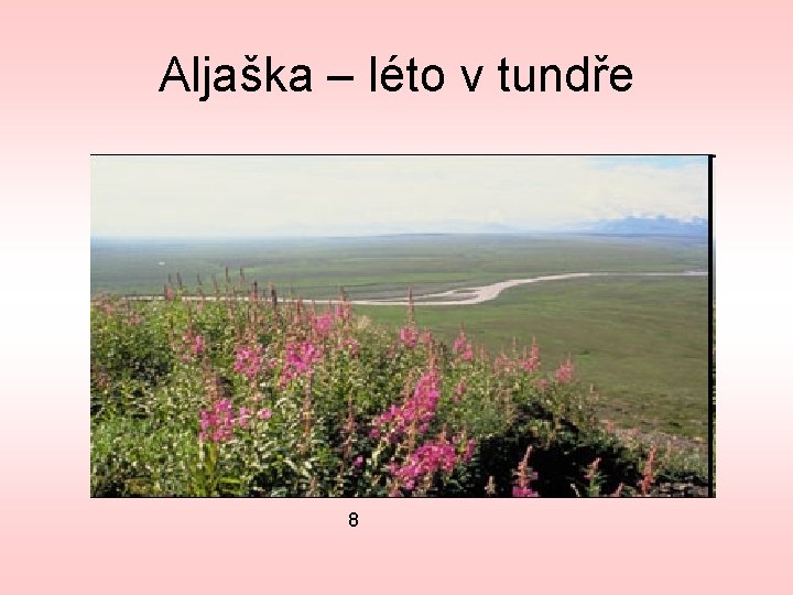 Aljaška – léto v tundře 8 