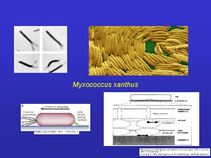 Myxococcus xanthus 