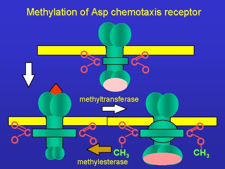 Methylation of Asp chemotaxis receptor O C O methyltransferase O C O O CH