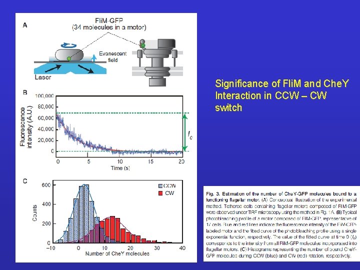 Significance of Fli. M and Che. Y Interaction in CCW – CW switch 