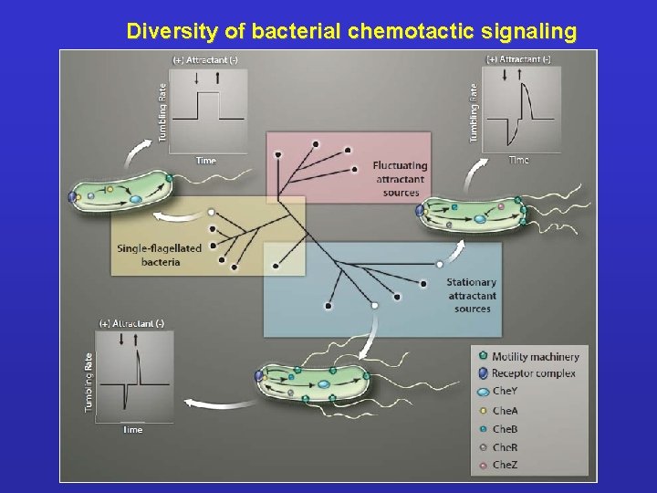 Diversity of bacterial chemotactic signaling 