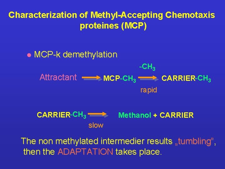 Characterization of Methyl-Accepting Chemotaxis proteines (MCP) l MCP-k demethylation -CH 3 Attractant CARRIER-CH 3