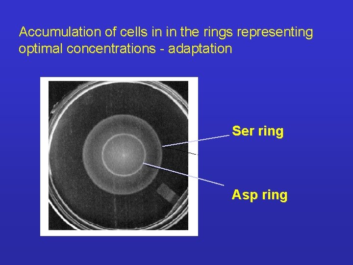 Accumulation of cells in in the rings representing optimal concentrations - adaptation Ser ring