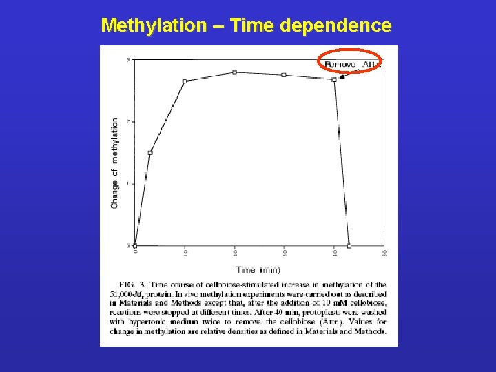 Methylation – Time dependence 