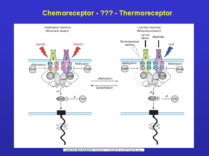 Chemoreceptor - ? ? ? - Thermoreceptor 