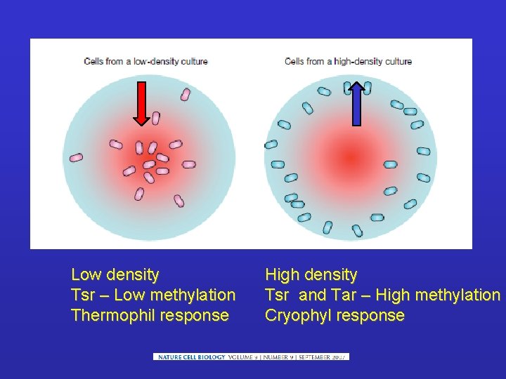 Low density Tsr – Low methylation Thermophil response High density Tsr and Tar –