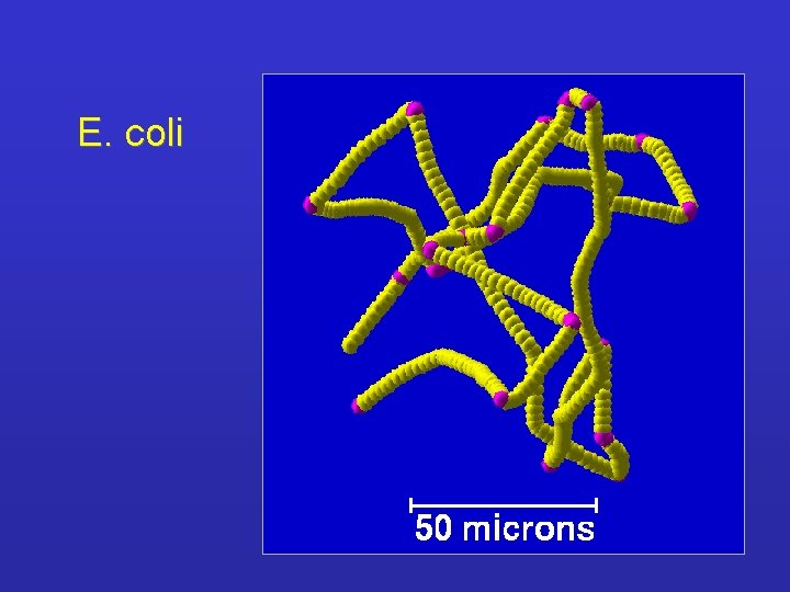 E. coli 