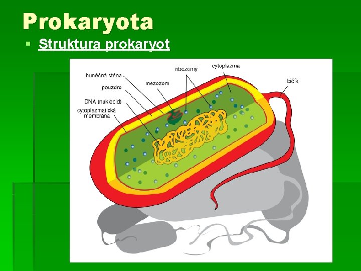 Prokaryota § Struktura prokaryot 