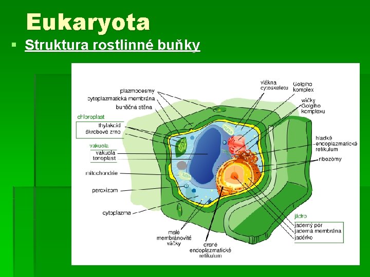 Eukaryota § Struktura rostlinné buňky 