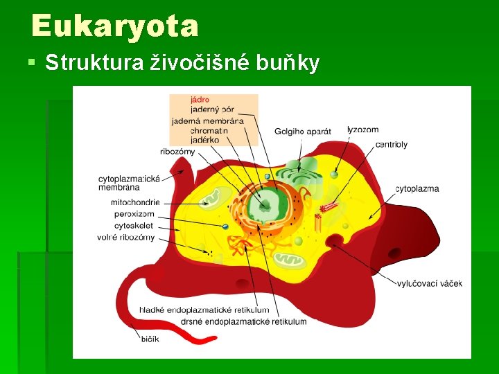 Eukaryota § Struktura živočišné buňky 