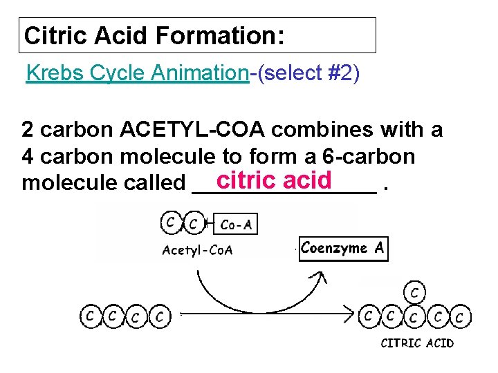 Citric Acid Formation: Krebs Cycle Animation-(select #2) 2 carbon ACETYL-COA combines with a 4