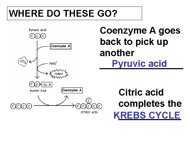 WHERE DO THESE GO? Coenzyme A goes back to pick up another Pyruvic acid