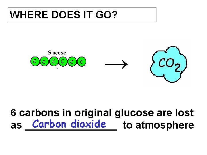 WHERE DOES IT GO? → 6 carbons in original glucose are lost Carbon dioxide