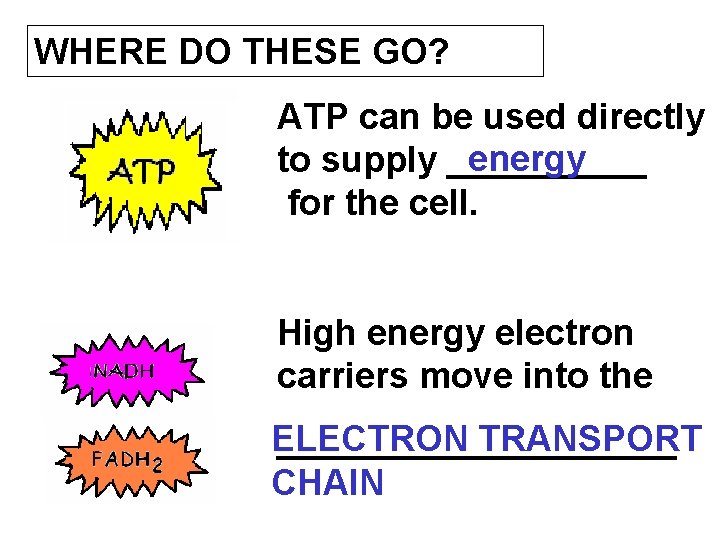 WHERE DO THESE GO? ATP can be used directly energy to supply _____ for