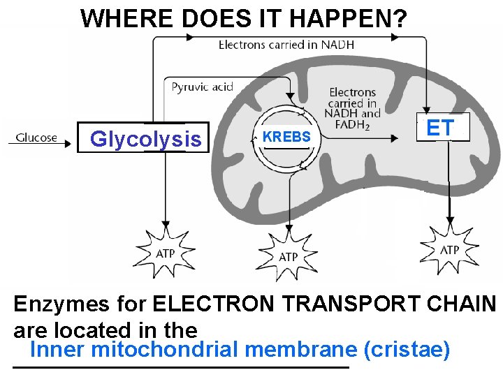 WHERE DOES IT HAPPEN? Glycolysis KREBS ET Enzymes for ELECTRON TRANSPORT CHAIN are located