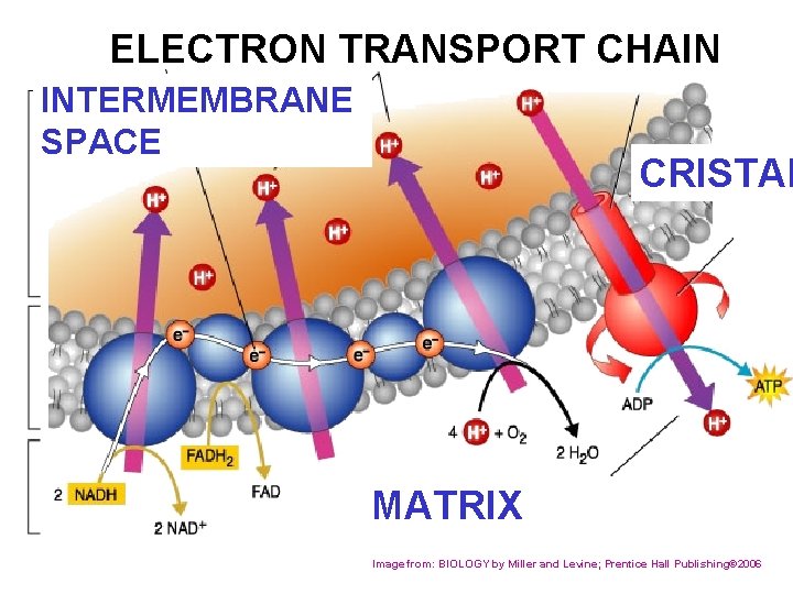 ELECTRON TRANSPORT CHAIN INTERMEMBRANE SPACE CRISTAE MATRIX Image from: BIOLOGY by Miller and Levine;