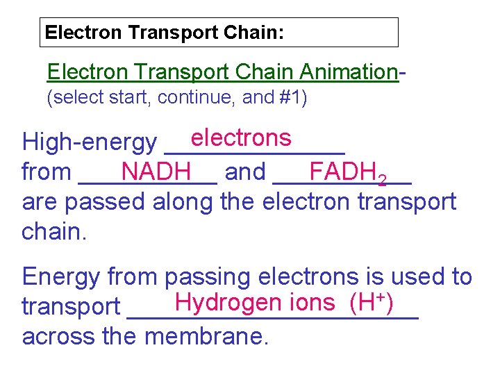 Electron Transport Chain: Electron Transport Chain Animation(select start, continue, and #1) electrons High-energy _______