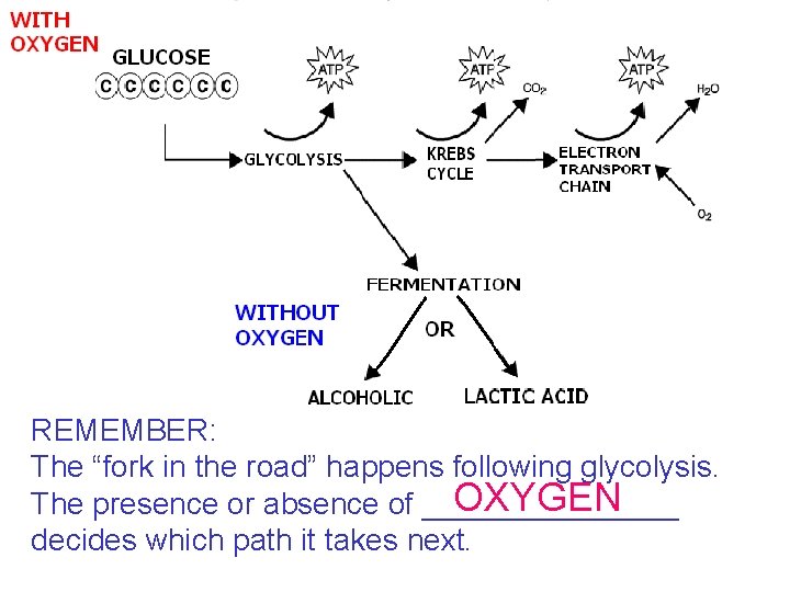 REMEMBER: The “fork in the road” happens following glycolysis. OXYGEN The presence or absence