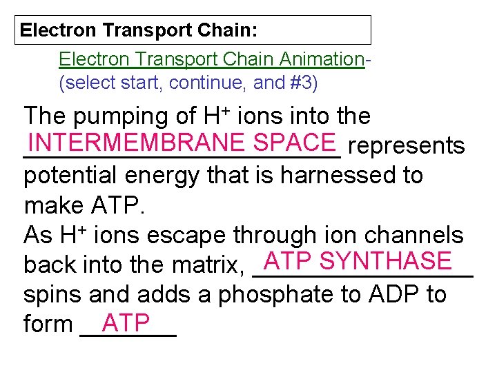 Electron Transport Chain: Electron Transport Chain Animation(select start, continue, and #3) The pumping of