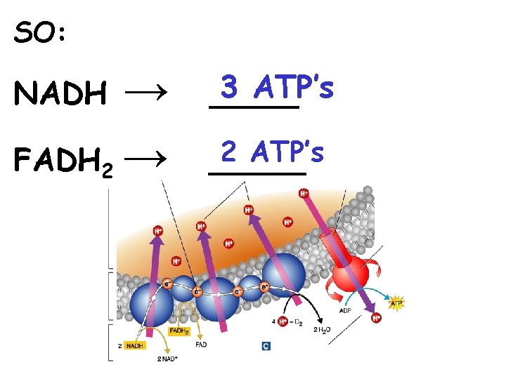 SO: → FADH 2 → NADH 3 ATP’s _____ 2 ATP’s _____ 