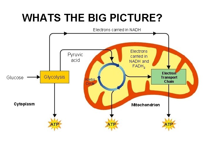 Figure 9– 2 Cellular Respiration: An Overview WHATS THE BIG PICTURE? Electrons carried in