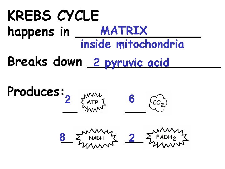 KREBS CYCLE MATRIX happens in ________ inside mitochondria Breaks down _________ 2 pyruvic acid