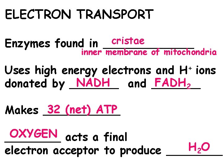 ELECTRON TRANSPORT cristae Enzymes found in _______ inner membrane of mitochondria Uses high energy