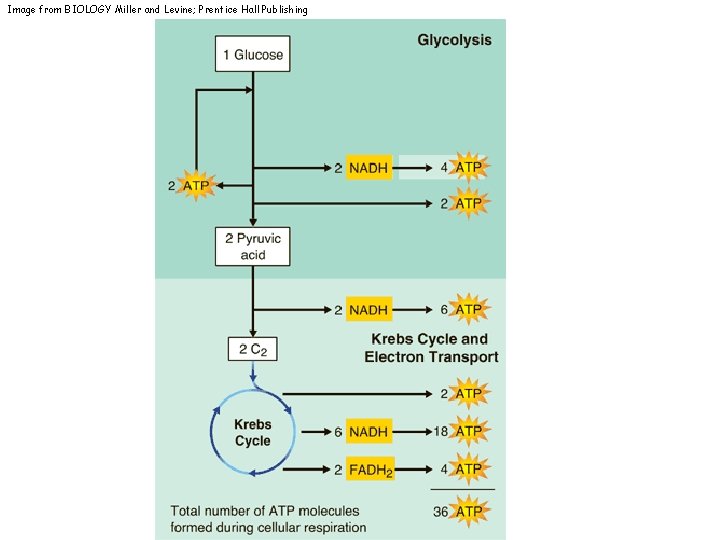 Image from BIOLOGY Miller and Levine; Prentice Hall Publishing 