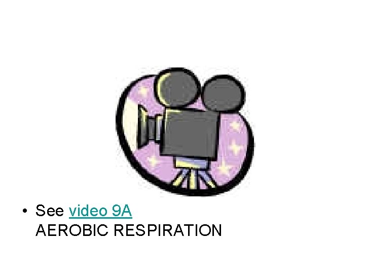  • See video 9 A AEROBIC RESPIRATION 