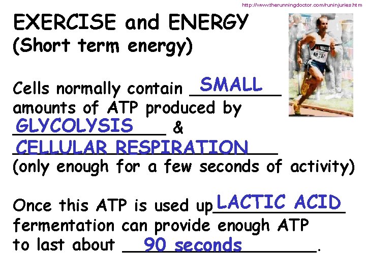 http: //www. therunningdoctor. com/runinjuries. htm EXERCISE and ENERGY (Short term energy) SMALL Cells normally