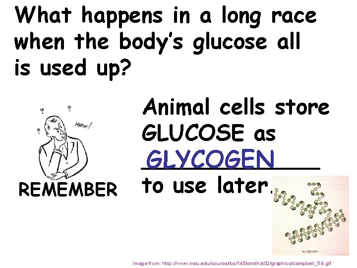 What happens in a long race when the body’s glucose all is used up?