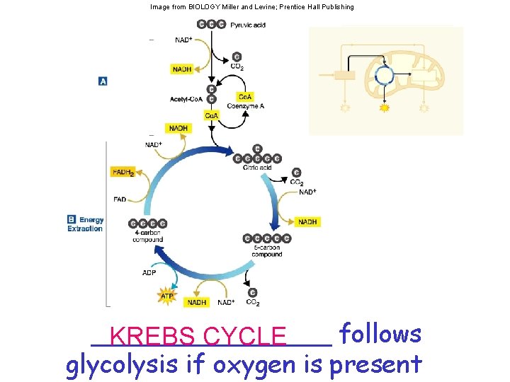 Image from BIOLOGY Miller and Levine; Prentice Hall Publishing ________ follows KREBS CYCLE glycolysis