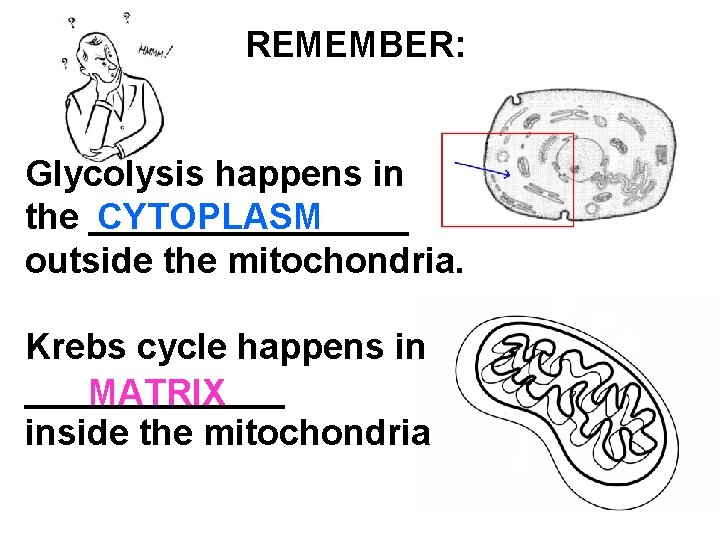 REMEMBER: Glycolysis happens in CYTOPLASM the ________ outside the mitochondria. Krebs cycle happens in