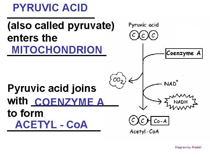 PYRUVIC ACID ________ (also called pyruvate) enters the MITOCHONDRION _________ Pyruvic acid joins with