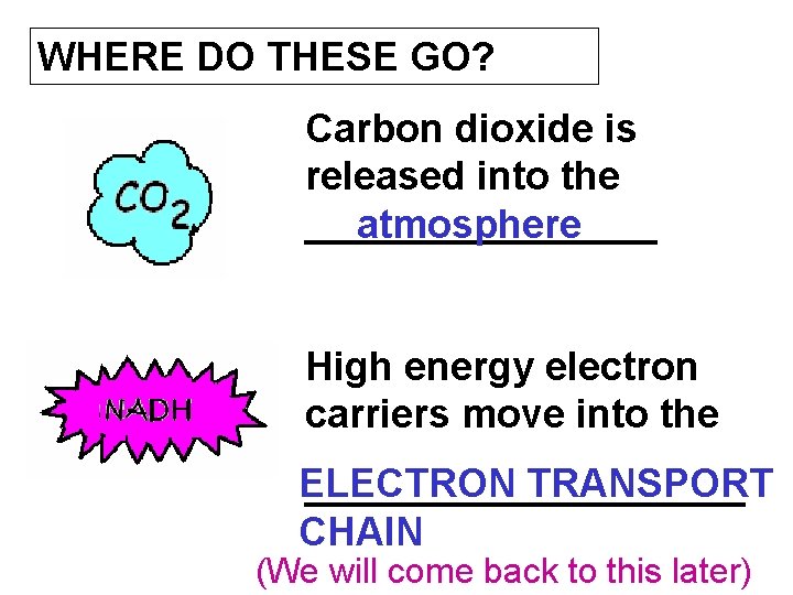 WHERE DO THESE GO? Carbon dioxide is released into the ________ atmosphere High energy