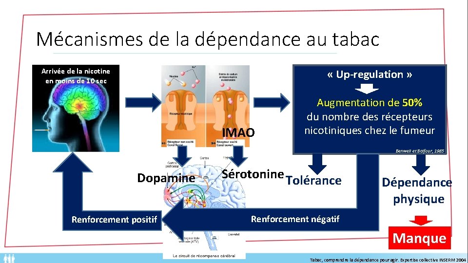 Mécanismes de la dépendance au tabac Arrivée de la nicotine en moins de 10