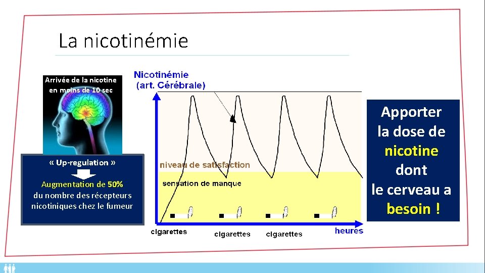 La nicotinémie Arrivée de la nicotine en moins de 10 sec « Up-regulation »