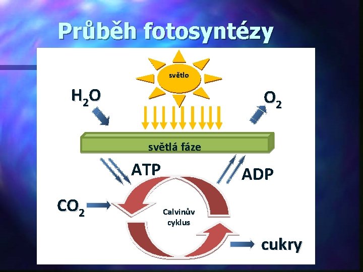 Průběh fotosyntézy světlo H 2 O O 2 světlá fáze ATP CO 2 ADP