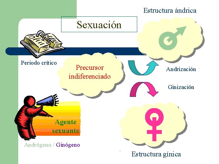 Estructura ándrica Sexuación Periodo crítico Precursor indiferenciado Andrización Ginización Agente sexuante Andrógeno / Ginógeno