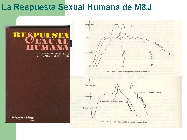 La Respuesta Sexual Humana de M&J 