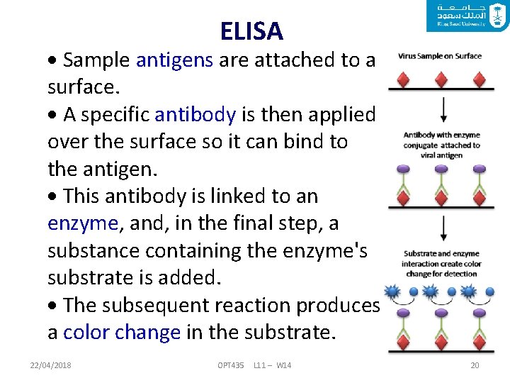 ELISA Sample antigens are attached to a surface. A specific antibody is then applied