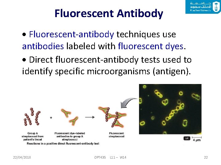 Fluorescent Antibody Fluorescent-antibody techniques use antibodies labeled with fluorescent dyes. Direct fluorescent-antibody tests used