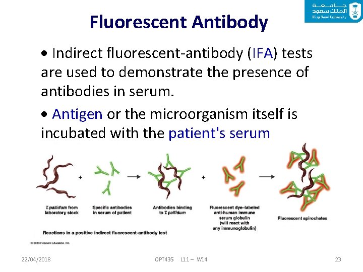Fluorescent Antibody Indirect fluorescent-antibody (IFA) tests are used to demonstrate the presence of antibodies