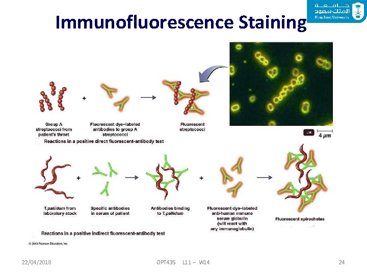 Immunofluorescence Staining 22/04/2018 OPT 435 L 11 – W 14 24 